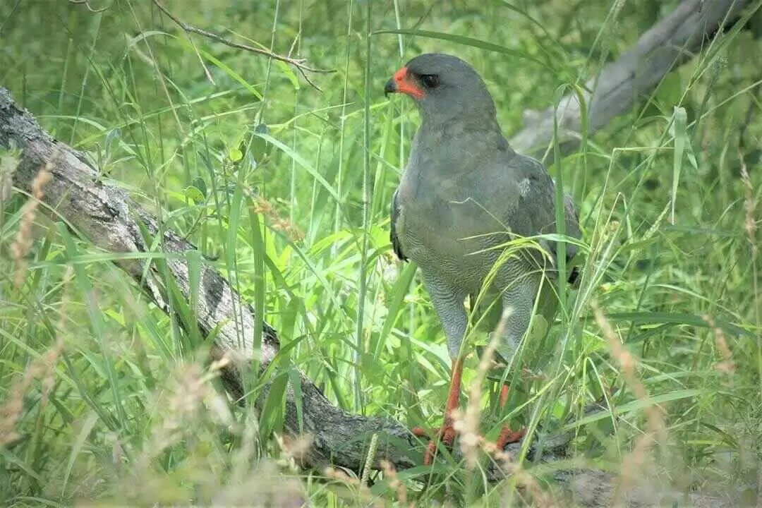 Lizard Buzzard